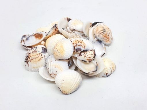 Imagen de Caracoles en bolsa de organza tipo conchas manchadas *500grs.