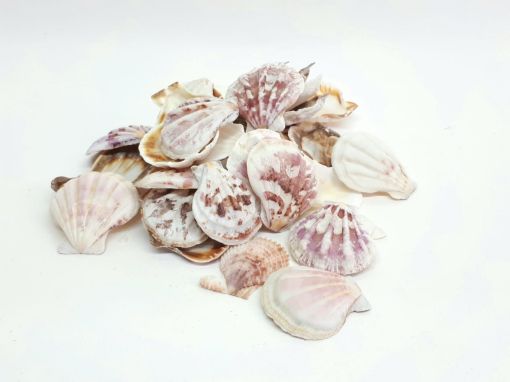 Imagen de Caracoles en bolsa de organza tipo ostras  *150grs.