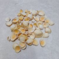 Caracoles ostras lisas en bolsa de organza de 150gr. aprox. 