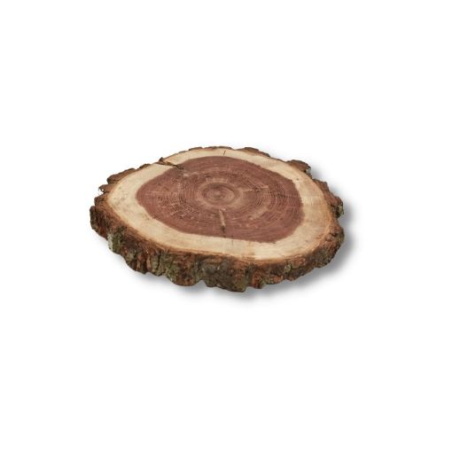 Imagen de Rodaja de madera nacional de Algarrobo con corteza de 14cms aprox No.4